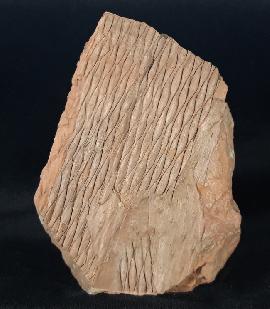 Sonstige - Pflanzen - Karbon - Sigillaria sp. BRONGNIART 1822